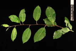 Salix caprea. Slender current-year's branchlet with emerging leaves and mature leaves.
 Image: D. Glenny © Landcare Research 2020 CC BY 4.0
